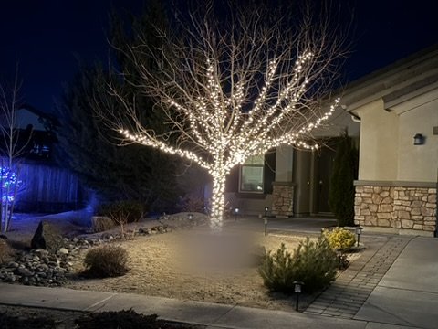 Tree wrapped in warm white lights